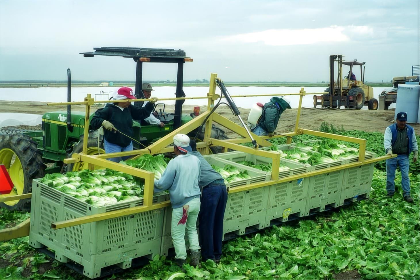 vegetable pallet box