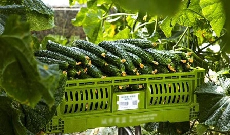 Elevating the Fruit and Vegetable Industry with Plastic Crates